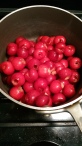 Beautiful Cherries in a pot
